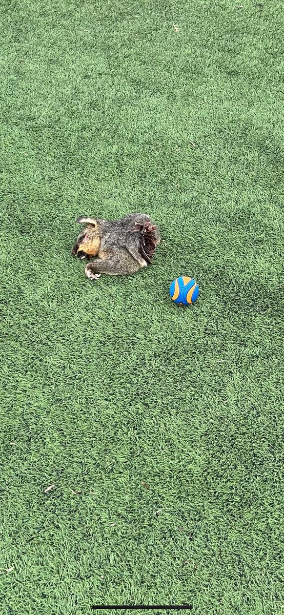 Tim Clement tweet media