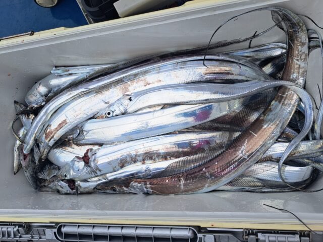 ryohei360's tweet photo. 先日は今年初のタチウオテンヤへ
笠岡渡船さんに乗せてもらい大阪湾付近まで遠征
数は60本前後で満足でした🙆‍♂️
サイズが小さかったのが残念ですがチョー楽しいテンヤゲームでした！

#duel 
#ハードコア
#lbass
#タチウオ
#タチウオテンヤ https://t.co/uaGHmLSe98