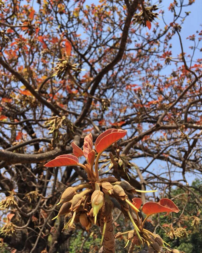 sidagarwal's tweet photo. Thinking of Mahua trees today.
Photograph from 2018, from my walk along River Ken with @we4earth, on the @moving_upstream: Ken project by @veditum, in partnership with @indian_rivers.
#MovingUpstream #Ken #FiftyTrees #Mahua #Trees https://t.co/cPGSItoUea