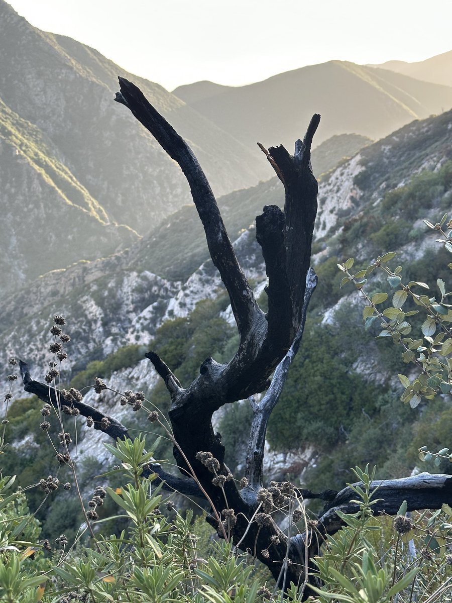 Has anybody gone to Switzer Falls? We turned back at this burnt tree because the sun was going down and didn’t want to chance it. How much farther was it?