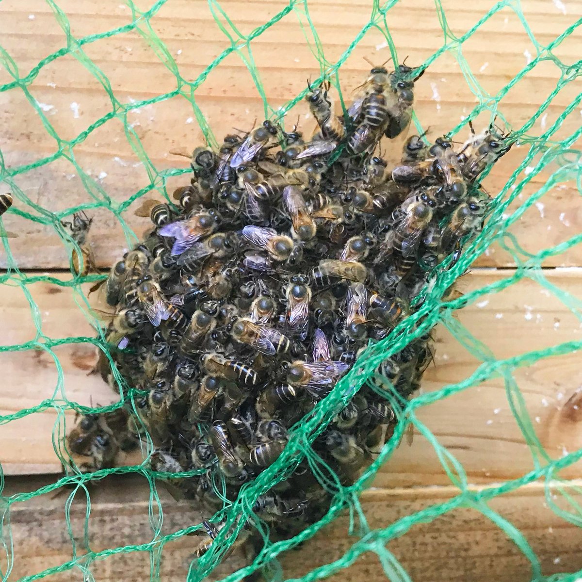 KumaOnji's tweet photo. ちょっと様子を見に来たら熱殺蜂球しとるー！
小ぶりですがオオスズメバチでした。
#ニホンミツバチ
#熱殺蜂球
#オオスズメバチ https://t.co/OKzJykmKQs