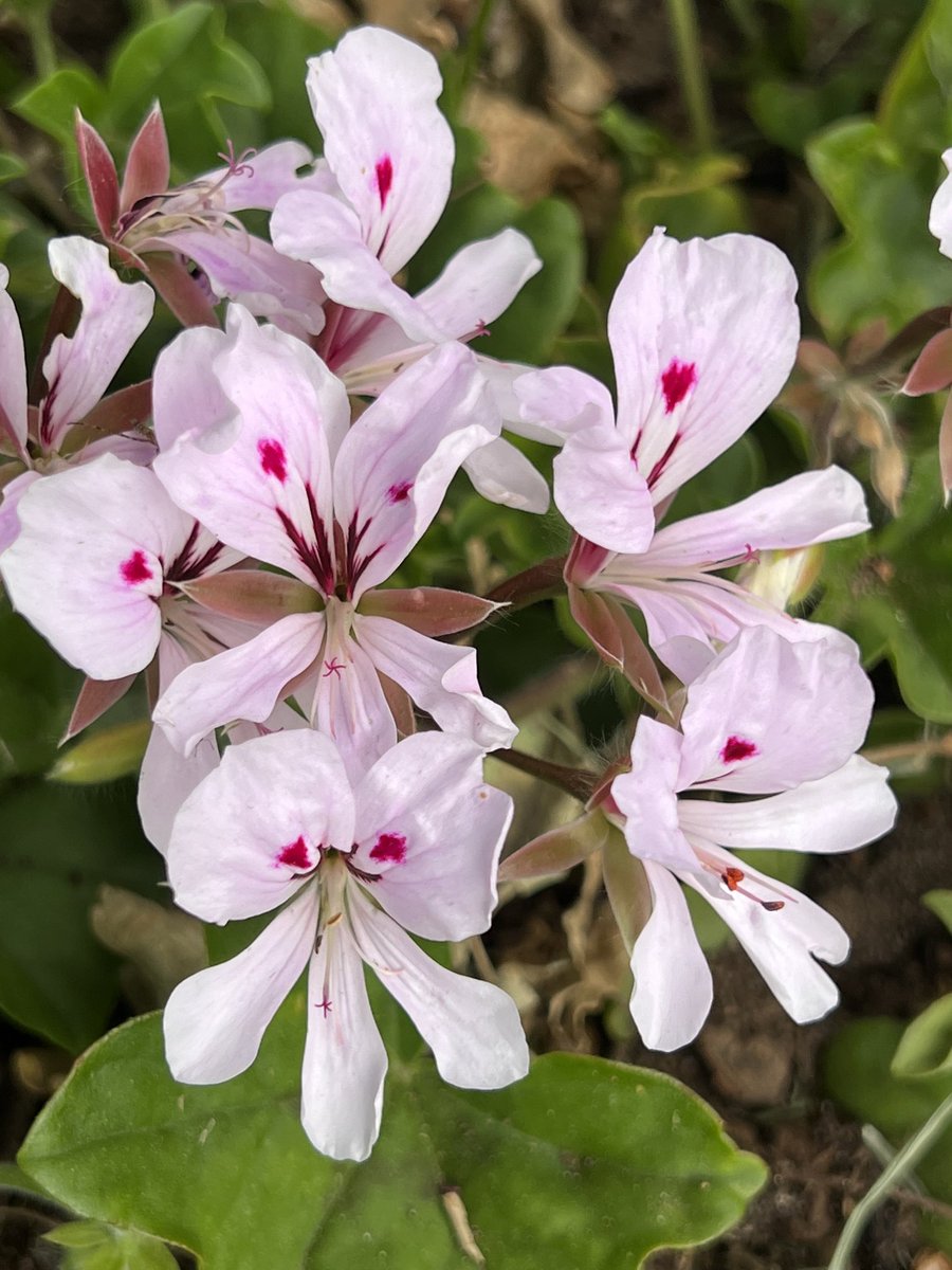 Good morning flower friends from these pelargoniums. I love the detail on their petals. Happy #flowerfriday everyone 🌸#flowers #nature