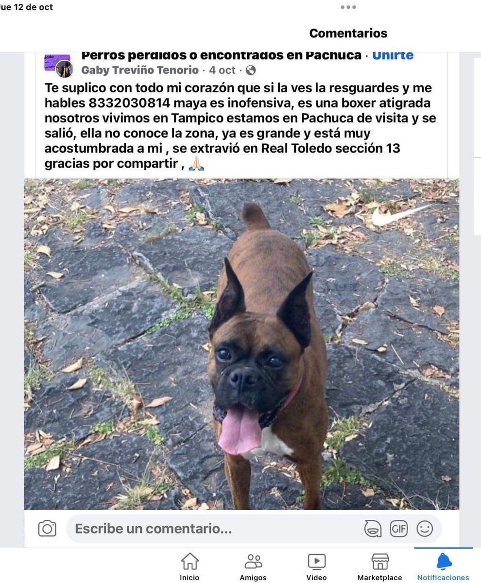 HELA_MORE's tweet photo. ¿Amigos nos ayudan a compartir a Maya ?
Su familia es de Tampico pero fueron de visita a #Pachuca ,se extravió el 04 de octubre,en Real Toledo sección 13.
Ha sido vista en varias partes.
Por favor urge encontrarla,ya es una perrita mayor y no conoce la zona🥺 https://t.co/ChCMUhhmxH