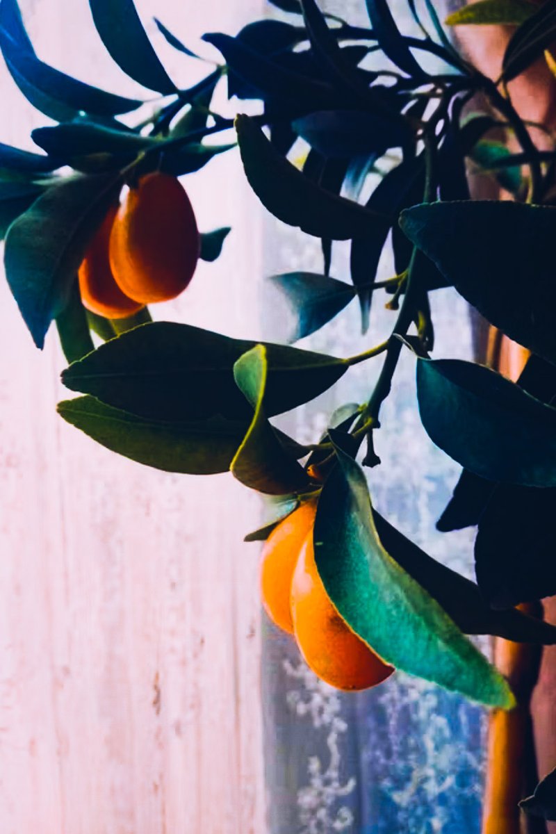 DeshenLouise's tweet image. A #Kumquat isn’t much bigger
than a grape, and small yellow to orange,
yet this bite-sized fruit fills
your mouth with a big burst
of #sweet-tart citrus flavor.

An excellent source of vitamin C, also rich in fiber &amp;amp; water, making them a weight loss friendly food.
#HealthyLiving