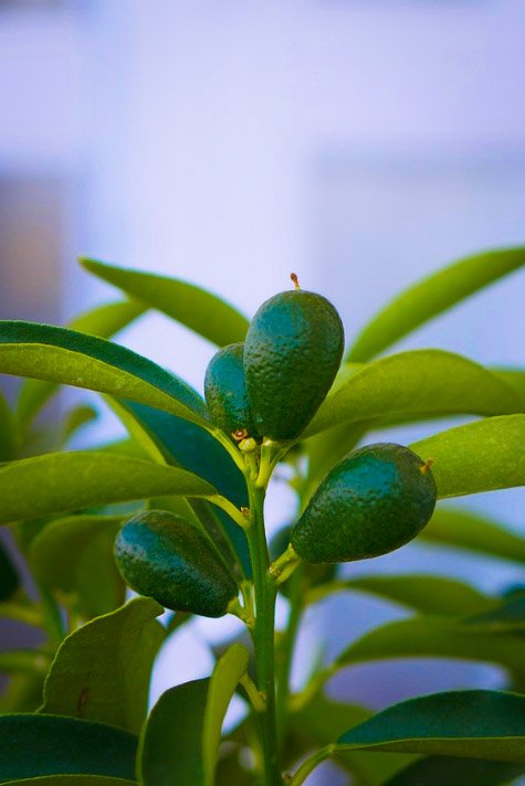 DeshenLouise's tweet image. A #Kumquat isn’t much bigger
than a grape, and small yellow to orange,
yet this bite-sized fruit fills
your mouth with a big burst
of #sweet-tart citrus flavor.

An excellent source of vitamin C, also rich in fiber &amp;amp; water, making them a weight loss friendly food.
#HealthyLiving