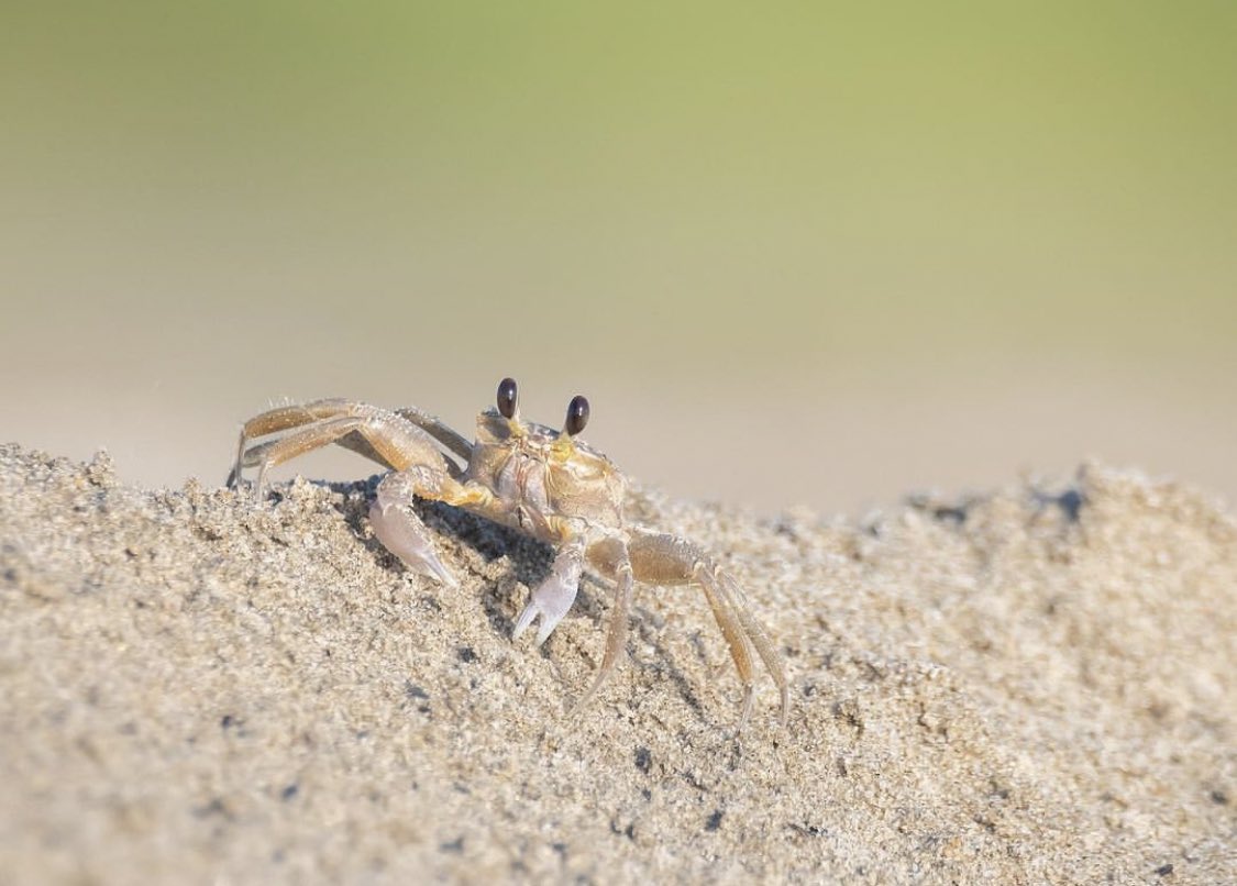 🦀 Crab Of The Day 🦀 tweet media