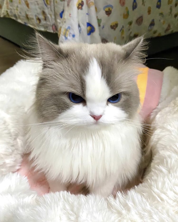 javafta's tweet photo. かわいすぎー https://t.co/7pqWdxu10t