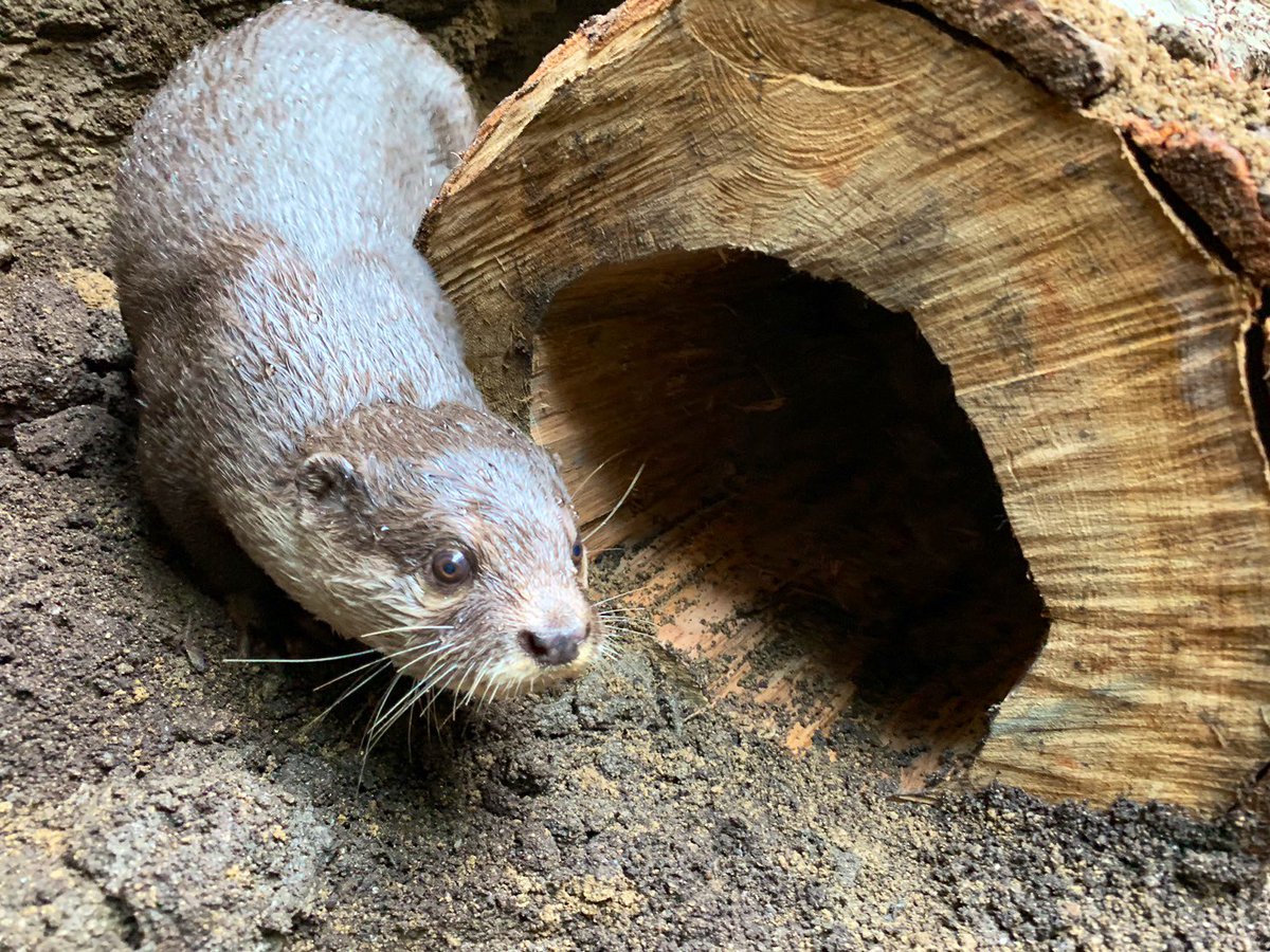 asianshortclawedotter - Search / X