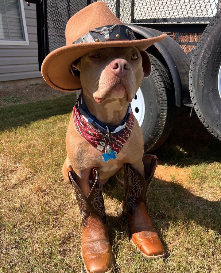 How awesome is Diesel as a cowboy?! He is wearing our Western Vibes reversible bandana in M-L

Shop at hannahchloeco.com

#madefordogs #pitbulls #pitbullawareness
#dogphotography #dogslife #adventuredog #dogsoutdoors
#womenownedbusiness #retailtherapy #onlineshopping