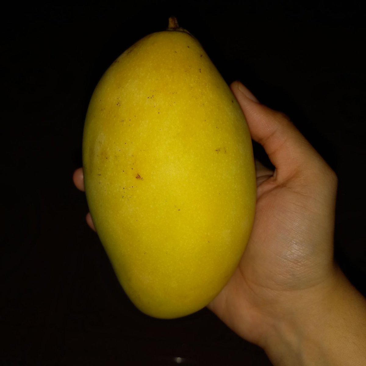 FOOD_FESS's tweet photo. GUIS WHY NO ONE TELL ME MANGGA THAILAND SEBIJI GINI 13K๐ญ๐ญ tapi mmg bijinya kecil sih, wajar kah harga segitu? (gapernah beli mangga๐ญ๐) https://t.co/CllmiTtWuh