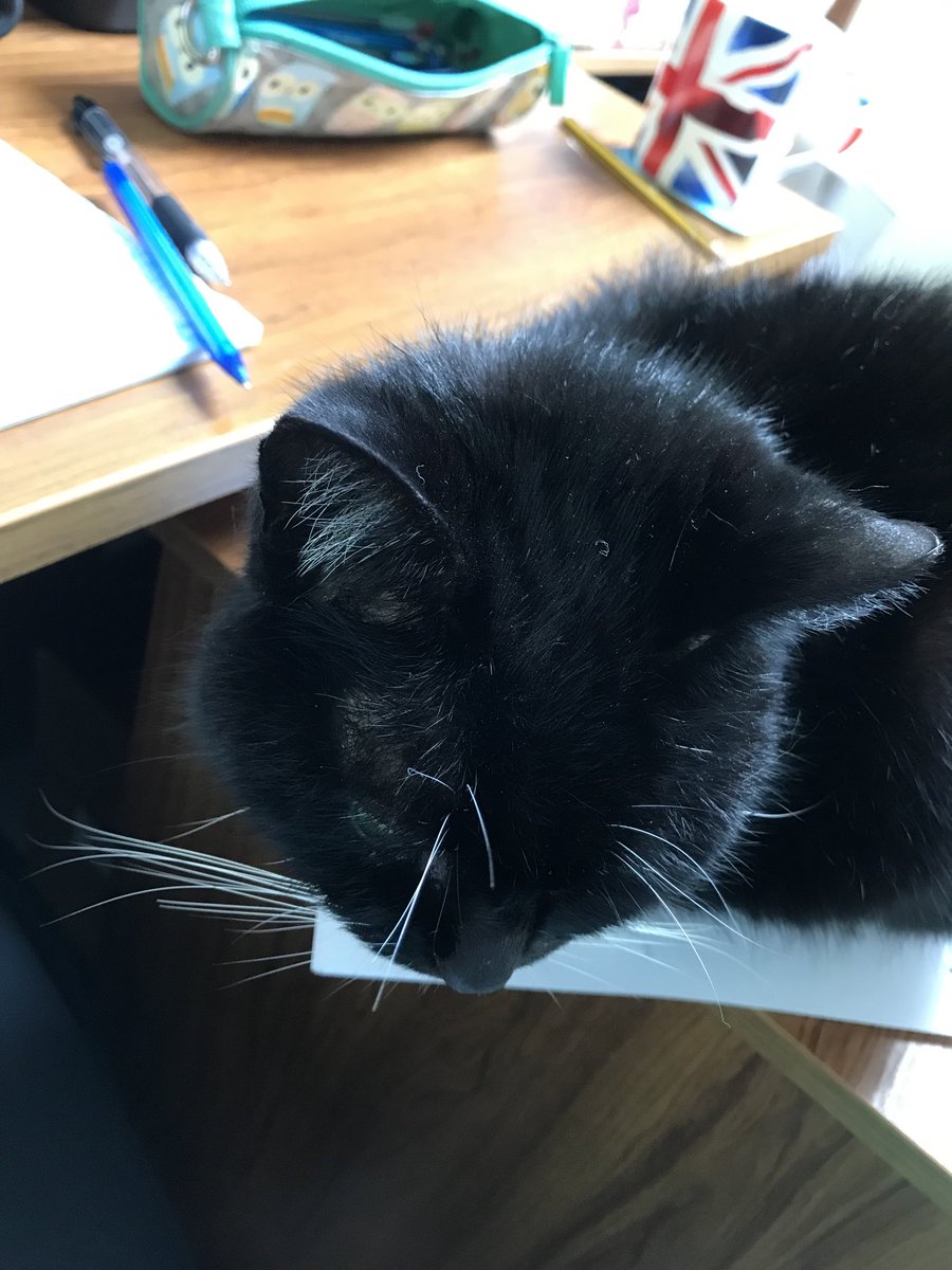 Mammabell15's tweet photo. Is this the Universe saying I need to go paperless or I should drink my tea before it goes cold 😂 ?
#officejunior #catswithjobs #trustyhelper #takingfive https://t.co/KWow7txI7P