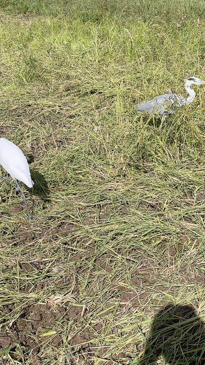 久しぶりに田んぼの耕運。
最初は無音で瞑想のように耕運。
慣れてきて広い田んぼになると眠くなるので「レベッカ」を聞いたよ。
レベッカをリアルで聞いてたころはまさかトラクター乗って聞くとは思わなかったな。
いつもながらクロサギがカエル狙ってる。

#トラクター乗りながらレベッカを聞く