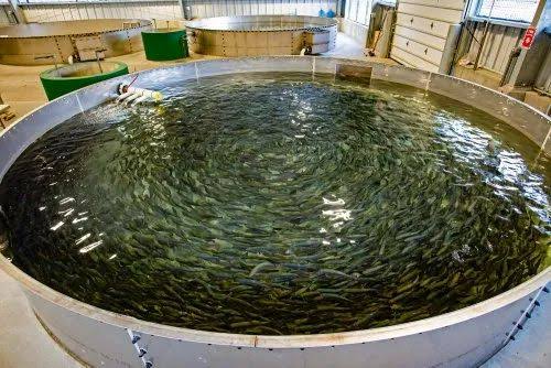 protibox_'s tweet photo. We're on a mission to revolutionize aquaculture and make a greener, more sustainable world. 🌍 #ProtiBoxJourney https://t.co/TT0h9q2HYt