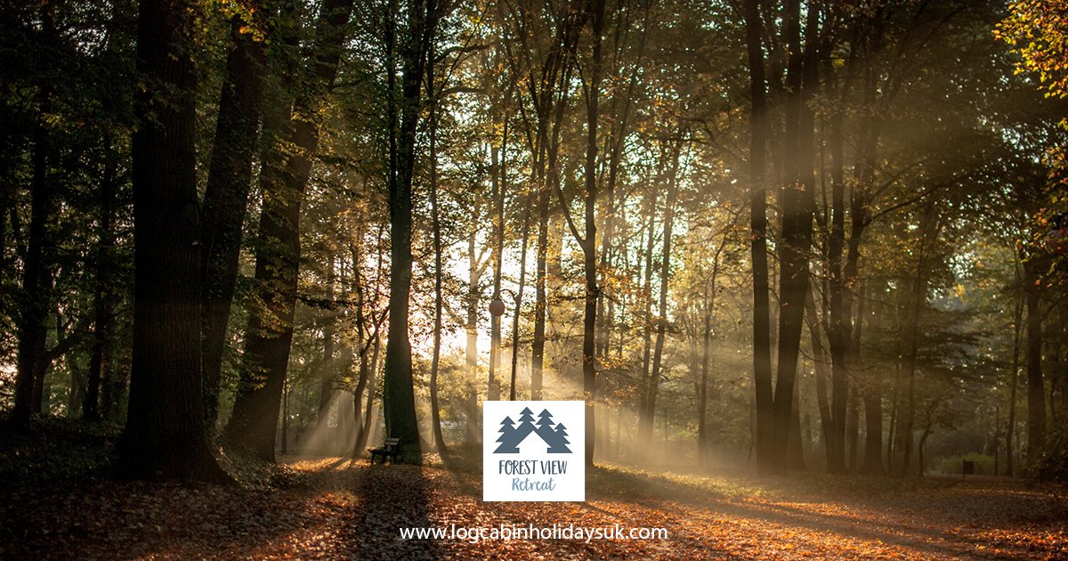 Forest View Retreat tweet media