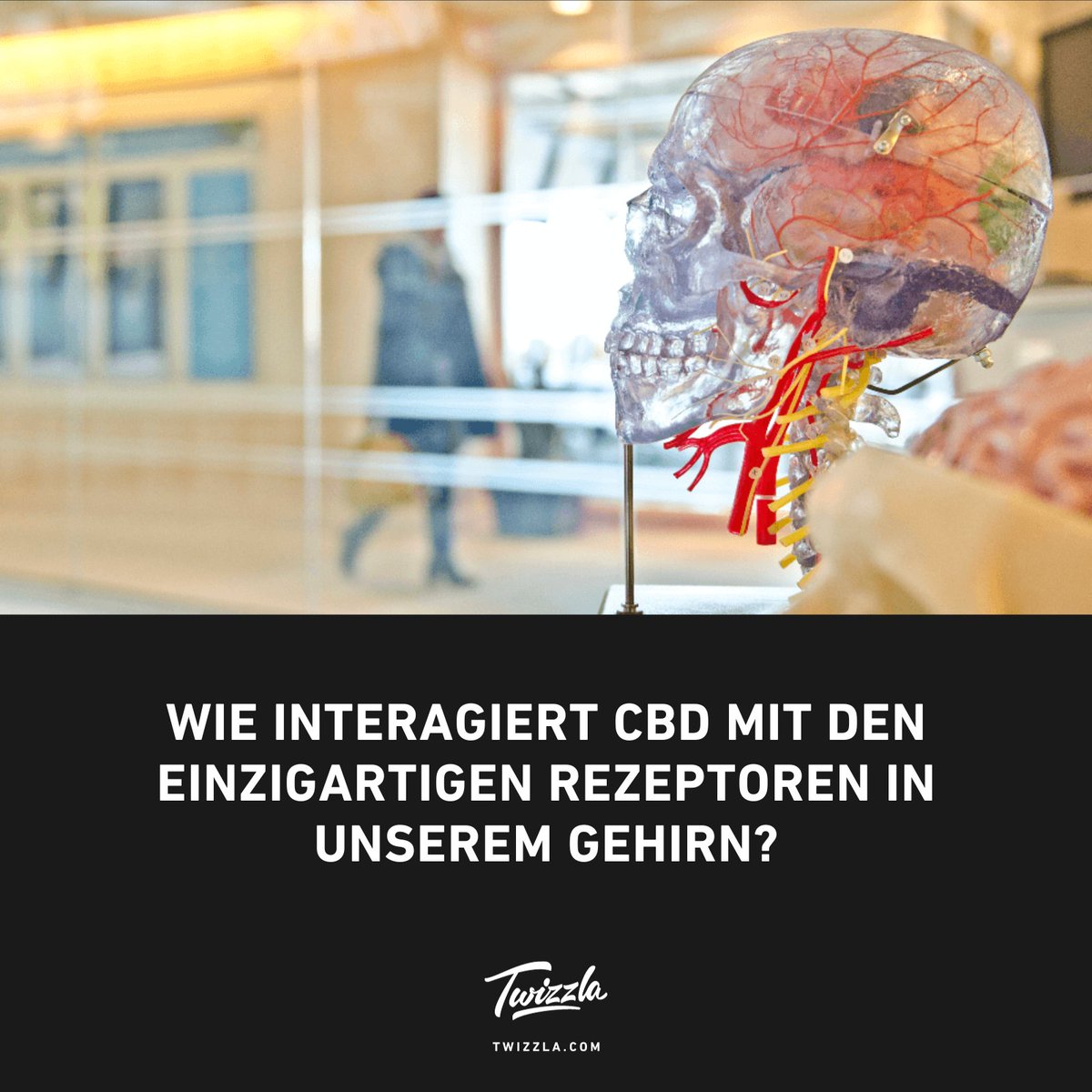Die Wissenschaft hinter CBD: Entdecken Sie, wie CBD das wundervolle Labyrinth Ihres Gehirns beeinflusst. 🌿🧩 #CBDWissenschaft #GehirnGesundheit #Cannabidiol

twizzla.com/blogs/magazin/…