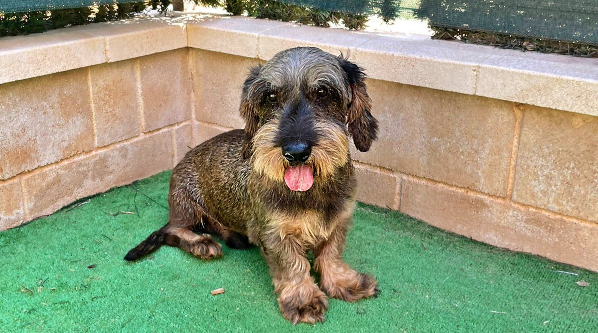 SosAbuelos1's tweet photo. #Murcia
Poco sabemos…
11 añitos el Teckel y 5 años el Bodeguero.

Los abandonaron de una manera “curiosa” dejándoselos momentáneamente a una chica y diciendo; ― Ahora vuelvo a por ellos…― Tú la has visto?? ¡Pues eso!!

Ambos son muy muy buenos. Cariñosos, educados. Son sociables con perros y gatos.
Es urgente que encuentren algo. La adopción puede ser individual o conjunta. Entre ellos se llevan muy bien, pero no tienen un apego exagerado, por lo que no habría problema en separarlos.

Por favor ¿Nos ayudáis a compartir a estos dos pequeñajos??
Están en Cartagena y pueden viajar.
636 59 36 23