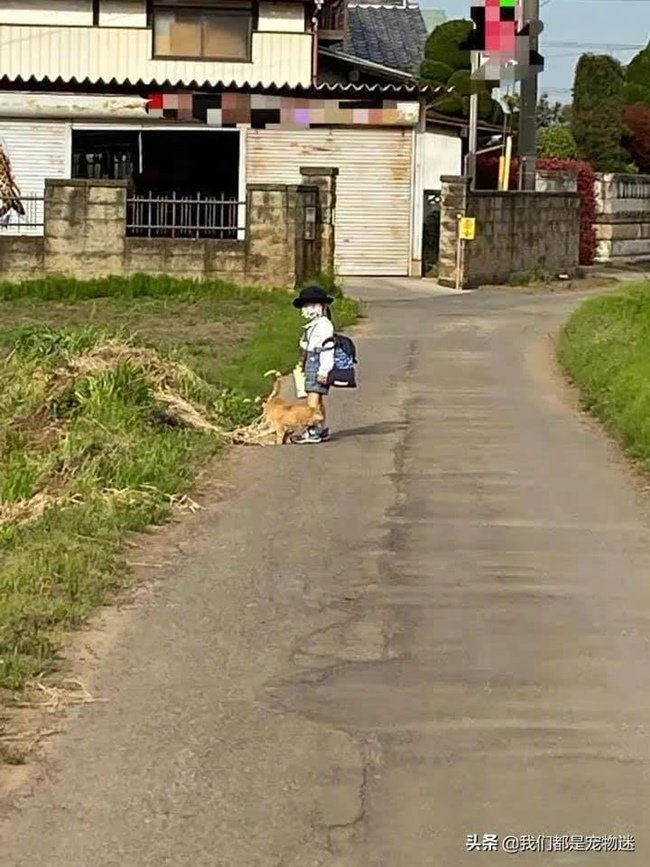 AnimalFW_TH's tweet image. คุณแม่ชาวญี่ปุ่นไปส่งลูกที่โรงเรียน คุณครูเลยบอกกับคุณแม่ว่า "ช่วงนี้น้องมาสายกว่าปกตินะคะ" คุณครูแค่สงสัยเลยถามไป เช้าวันต่อมาคุณแม่จึงตามไปดูลูกชาย ปรากฏว่าขณะที่น้องเดินทางไปโรงเรียนน้องก็มักจะแวะเล่นกับแมวส้มแถวบ้าน "อ่อ นี่เองสินะต้นเหตุที่ทำให้เค้าไปโรงเรียนสาย" 😽
เจ้าส้ม…