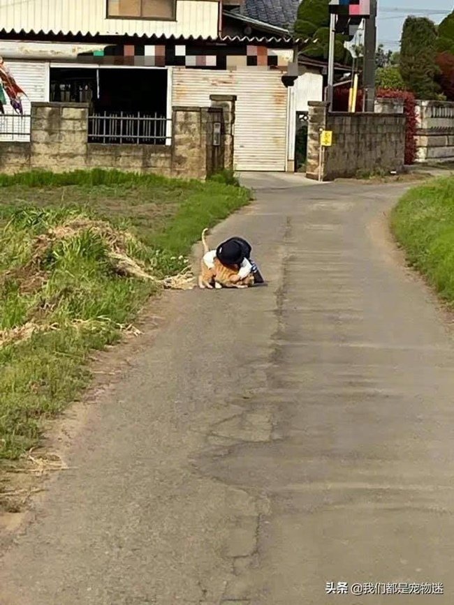 AnimalFW_TH's tweet image. คุณแม่ชาวญี่ปุ่นไปส่งลูกที่โรงเรียน คุณครูเลยบอกกับคุณแม่ว่า "ช่วงนี้น้องมาสายกว่าปกตินะคะ" คุณครูแค่สงสัยเลยถามไป เช้าวันต่อมาคุณแม่จึงตามไปดูลูกชาย ปรากฏว่าขณะที่น้องเดินทางไปโรงเรียนน้องก็มักจะแวะเล่นกับแมวส้มแถวบ้าน "อ่อ นี่เองสินะต้นเหตุที่ทำให้เค้าไปโรงเรียนสาย" 😽
เจ้าส้ม…