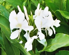 El 13 de octubre 1936 fue elegida la mariposa como flor nacional de Cuba, debido a que su blancura representa la pureza de los ideales independentistas, simboliza la paz, es un elemento presente en las franjas de la enseña nacional #CubaCoopera #BMCGuineaBissau