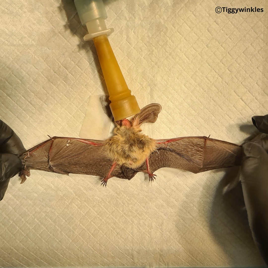 This long-eared bat came into us with severe tears in his wing membranes. Our Vet, Steve, carried out a very delicate operation; helped by the use of his surgical loupes that magnify & illuminate his work, Steve was able to suture the membranes closed.