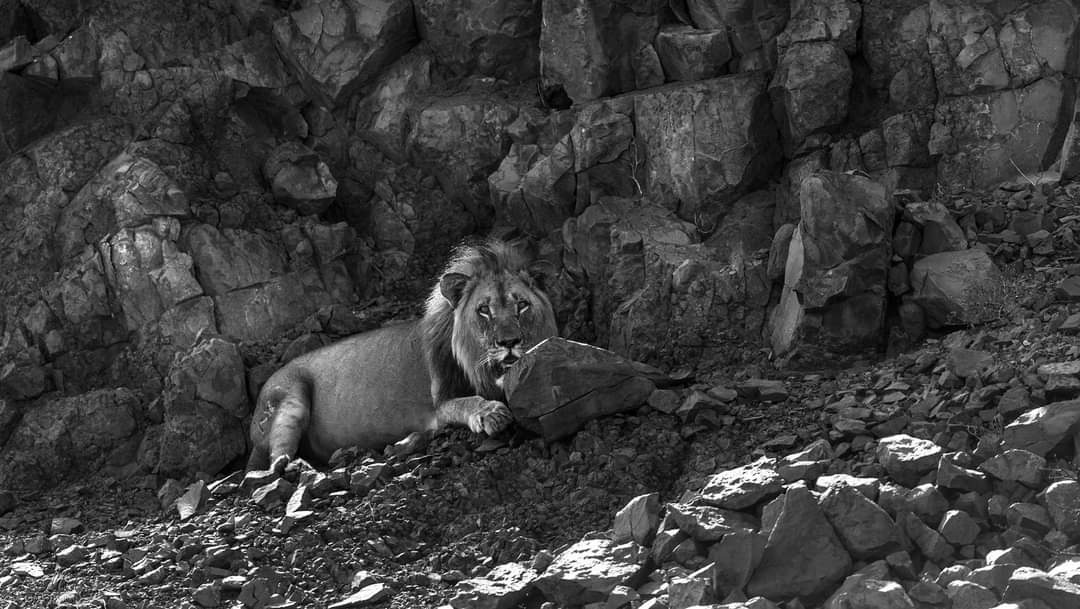 CWitvrouwen's tweet photo. It is extremely sad but this poor gorgeous boy has been trophy hunted.
Mwezi”( xpl 107 ), one of the LAST REMAINING NAMIBIAN DESERT MALES ,
Trophy Hunted in Namibia https://t.co/LEleN9U7SI