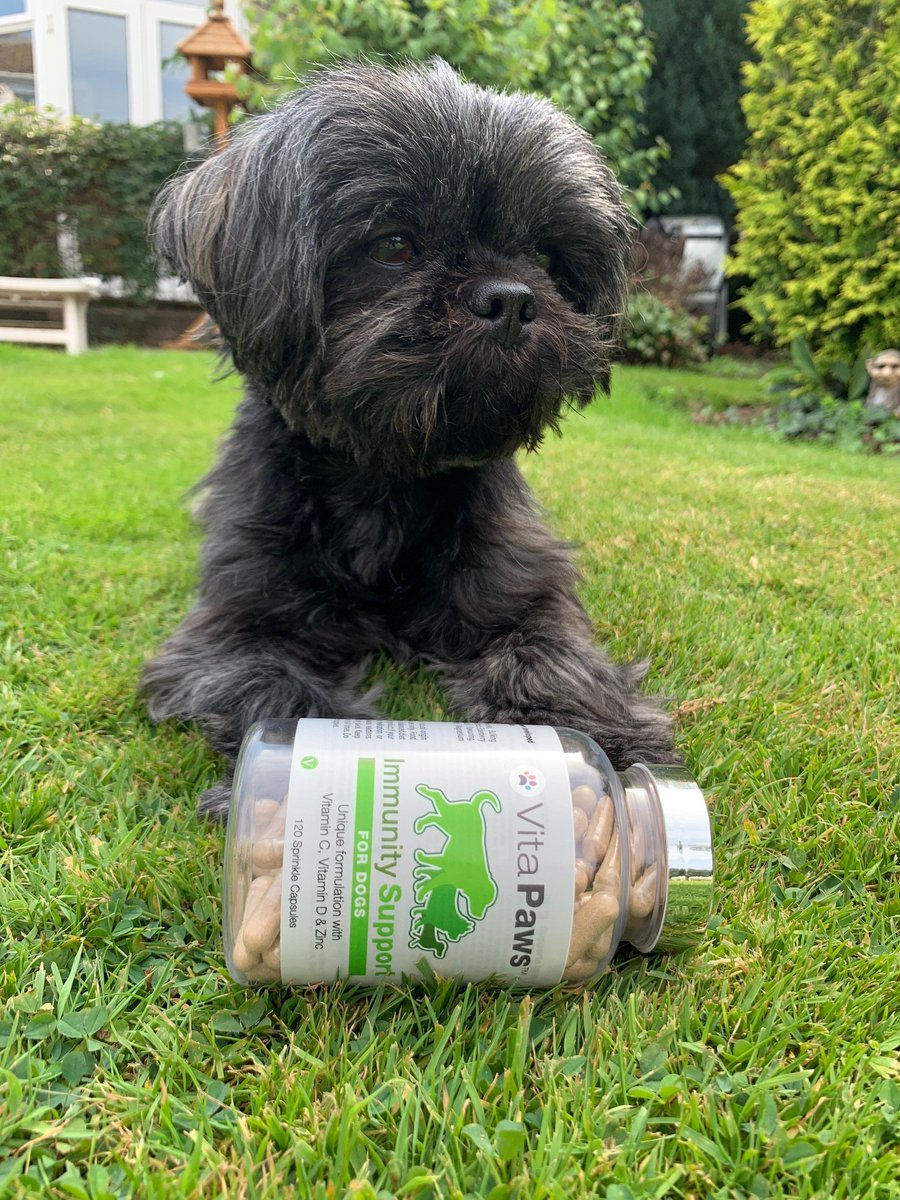 VitaPaws's tweet photo. VitaPaws Immunity Support - Support for the immune system!
A powerful combination of botanicals - Echinacea, rosehip and elderberry with essential nutrients vitamin C, vitamin D and zinc. 
Patsy loves to take hers - It must be the tasty chicken flavour!
https://t.co/Lxd1MLQ2dK https://t.co/6kK4Y56rFi