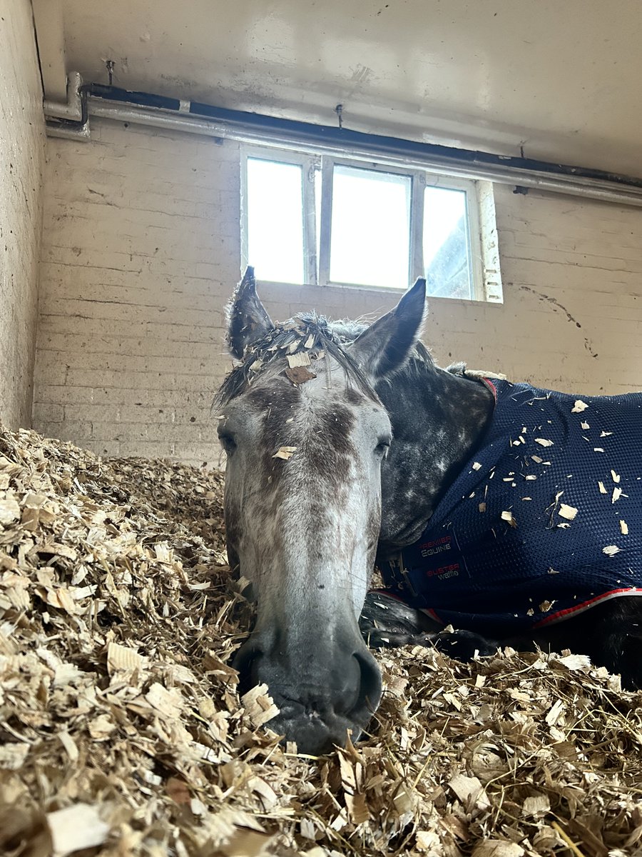 MerPolMounted's tweet photo. Mood on the yard today!
#StandTall #NotStandingAtAll #PHChunky #RainyDays #WintersOnItsWay https://t.co/hH0j2HY9dF