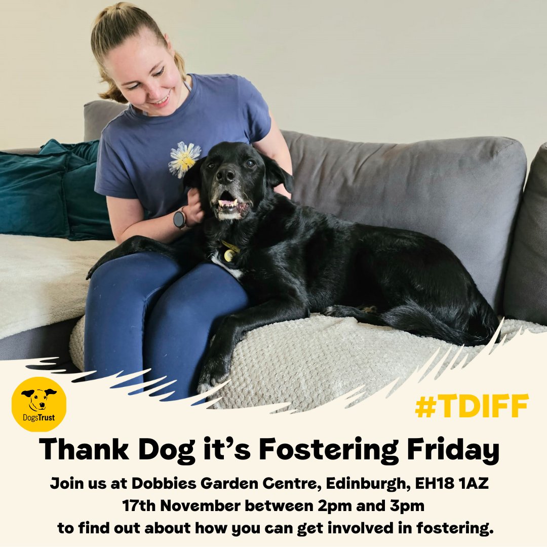 DT_WestCalder's tweet photo. We are looking for foster carers who can give our dogs, like Ben, much needed TLC whilst they await their fur-ever homes ๐ฅฐ
Come along to our next #TDIFF event in Edinburgh and have a chat with our home from home coordinators ๐พ๐
@dogstrust #fosterdog #labrcross #adogisforlife https://t.co/n4DdGB0Vrx