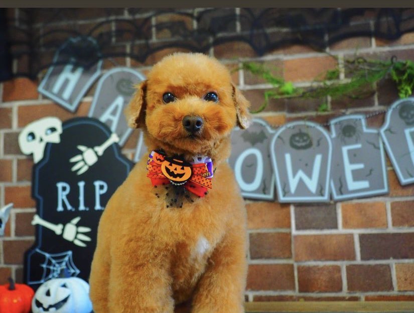 EncgH's tweet photo. うちの可愛い #かしこまった 
#ドラキュラ  🧛‍♀️

#ハロウィン #コスプレ  #愛犬 
#仮装  #トイプードルレッド 
#タイニープードル  
#犬スタグラム  #犬のいる暮らし 
#犬バカ部  #トリミング  #スッキリ　#さっぱりしたね❤ https://t.co/KWyW24e7is