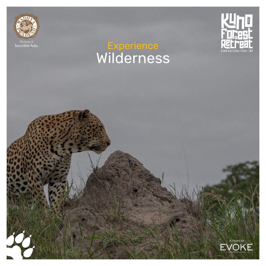 KunoRetreat's tweet photo. The escape place is here for you! Glide through Kuno's pristine wilderness, embark on thrilling ATV rides, and immerse in unparalleled wildlife encounters. Your adventure awaits at #KunoForestRetreat!
#KunoNationalPark #madhyapradeshtourism #cheetah #atvride #greenery #mptourism https://t.co/qKuMz315vV