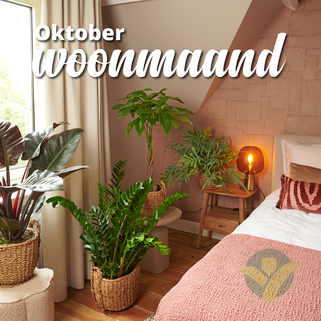 Oktober is de woonmaand van het jaar. Wil jij een groene uitstraling in je woon- of slaapkamer? Kom dan naar één van onze vestigingen en vind je eigen prachtexemplaar! Weten welke vestiging bij jou in de buurt open is? Check ow.ly/viQM50PUW0m

#Oktober #Woonmaand #GroenRijk