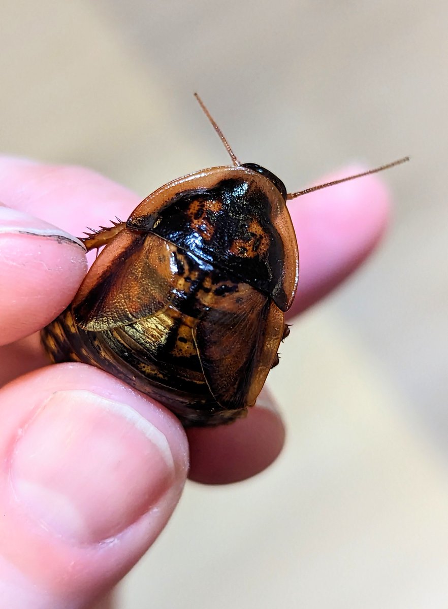 "Just because YOU label something ugly, that doesn't make it ugly by definition. It makes it ugly for YOU. YOU can choose to see beauty in every living being, each own little world. And seeing that YOUR worldview stops with YOURself, it makes you really ugly too." 

- Unknown