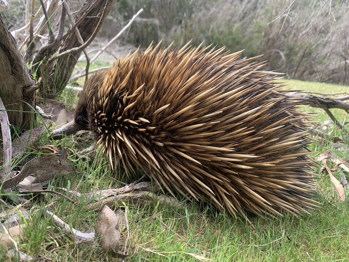 Spotted 3 large adult #endangered KI echidna today while downloading camera traps at the Western River Refuge- the only #feralcat free area on #KangarooIsland
