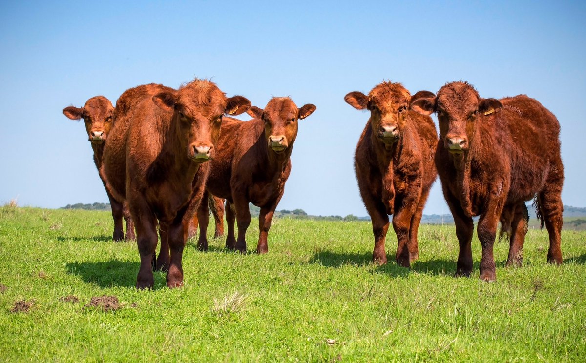 kanshula's tweet photo. Excited to announce:@WorldBank’s first sustainability-linked loan will reward Uruguay delivering beyond Paris commitments, by linking reduction in methane emissions by livestock to lower loan pricing. Another landmark on our #EvolutionRoadmap https://t.co/7YeGlS4zVx https://t.co/LWXsw9YbgM