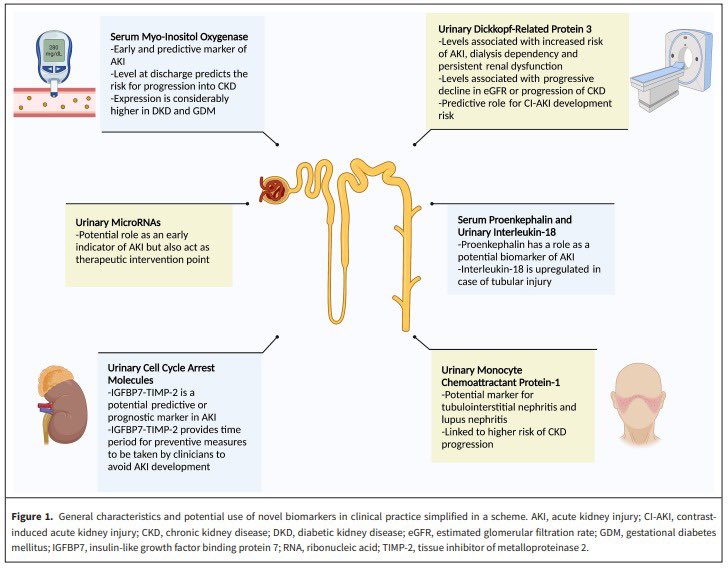 turkjnephrol's tweet photo. In this review, Sidar C et al. aim to evaluate the possible role of selected novel biomarkers including myo-inositol oxygenase, microRNA, cell cycle arrest molecules, Dickkopf-related protein 3, and a few pro-inflammatory cytokines that may have clinical significance. https://t.co/yvcGv1A30J