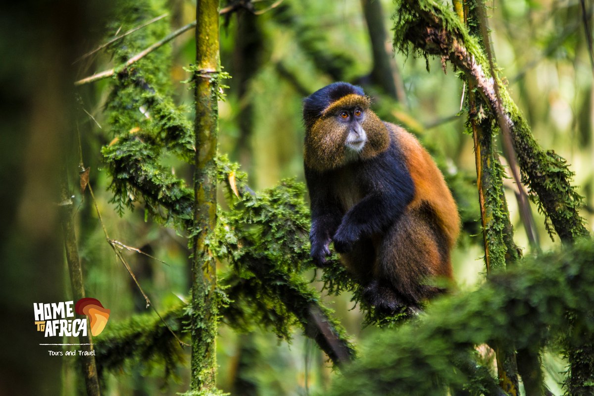 Into the treetops of Mgahinga Gorilla National Park are the enchanting golden monkeys. These rare, playful creatures are waiting to captivate your heart. #PhotoOfTheDay #FieldGuide #NaturePhotography #TimelessMemories #HomeToAfricaTours #GoldenUganda #MonkeyMagic