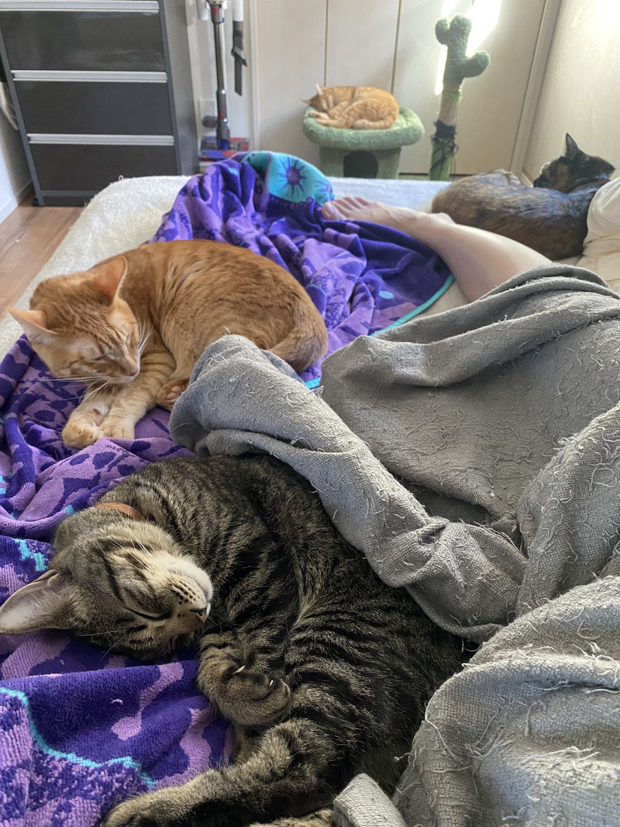 sawaday107's tweet photo. ダブルベッドの1/3は猫が占領していることが多いですね https://t.co/4fpqHZw0rK