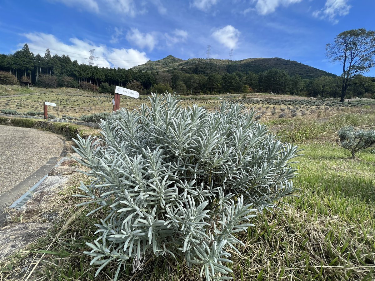lavender_taka's tweet photo. 過酷な夏を乗り越えたラベンダー！
この夏は記録的酷暑 そして集中豪雨と本当に異常気象続きでした💦

何とかラベンダーを枯らさぬよう試行錯誤し地温を下げるために、一時は草をボウボウに生やしていました😅が、今ようやくその効果が✨草を刈り取ると生き生きしたラベンダーたち！枯れていません👍✨ https://t.co/8PSJtr6FKG