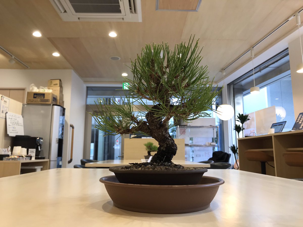 bcafe_takamatsu's tweet photo. 今日から勉強カフェが
盆栽カフェになります😀

盆栽を愛でながら勉強やお仕事
なかなか���いですよー！

高松は松盆栽生産日本一！
盆栽の聖地なんです！

高松の老舗盆栽園、
北谷養盛園様より
ご提供いただきました！
ありがとうございます！

#勉強カフェ
#勉強カフェ高松スタジオ
#資格勉強 https://t.co/fLb6L0p7Hn