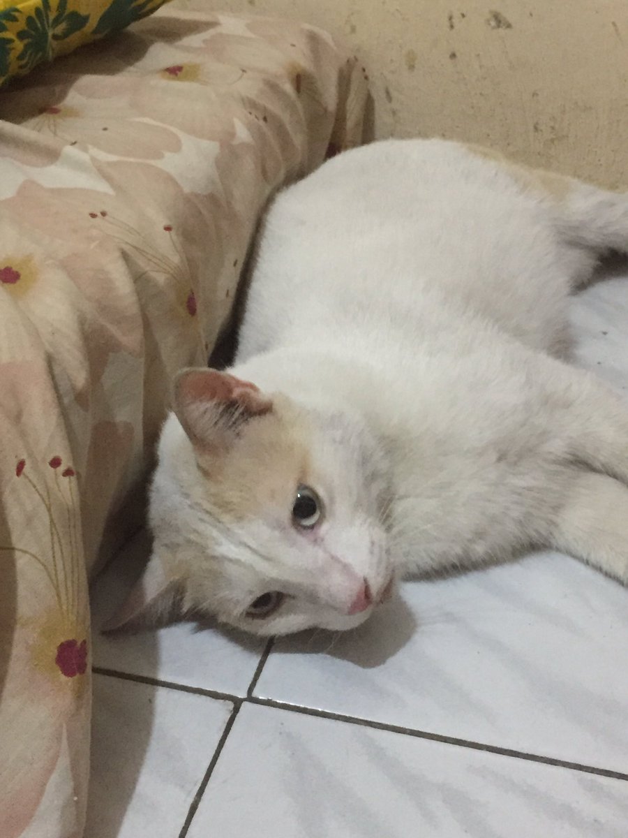 youloeyme's tweet photo. HELP RT/ LIKE😭🙏🏻
OPEN DONASI KUCING FLUTD📌
halo ini namanya Loey, kcg yg aku rescue di april 2021. Selama ini dia udh tinggal sm aku tp ttp jd kcg outdoor (dia ga betah di dlm). Loey jg udh aku steril dan vaksin rabies di puskeswan. Kalo dia sakit pun slalu ak bawa ke puskeswan https://t.co/J18E9ossF9