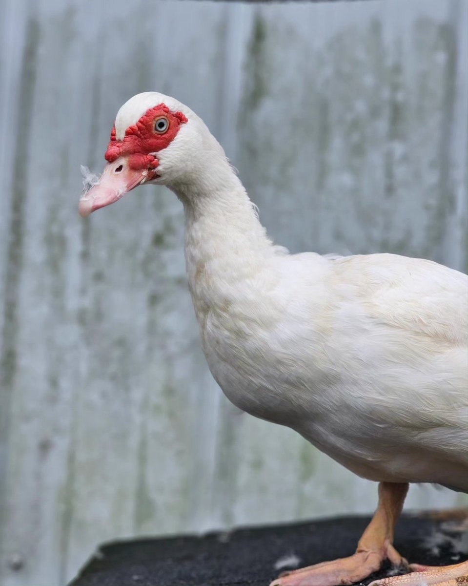 Flip Side Sanctuary tweet media