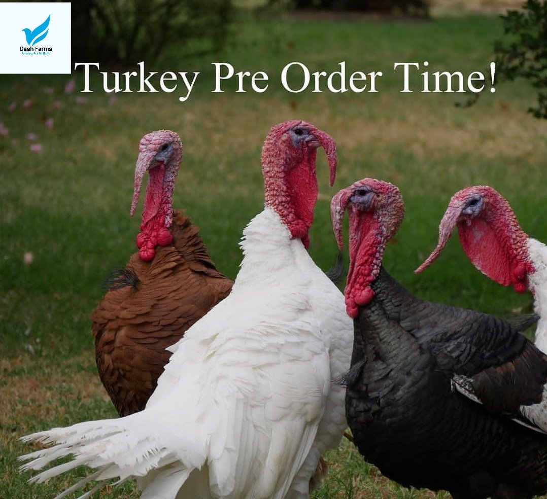 DashFarms337's tweet photo. Time to order those Turkeys 
We are almost sold out in the black Spanish and we have a good amount of the white pastured turkeys left.
Dash Farms 
Farming for millions 
Call/whatsapp +256751080479 https://t.co/XrGUM8Cr3k
