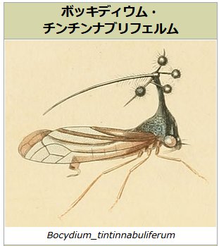 ふざけてるんじゃなくて本当にそういう学名なんだ… 