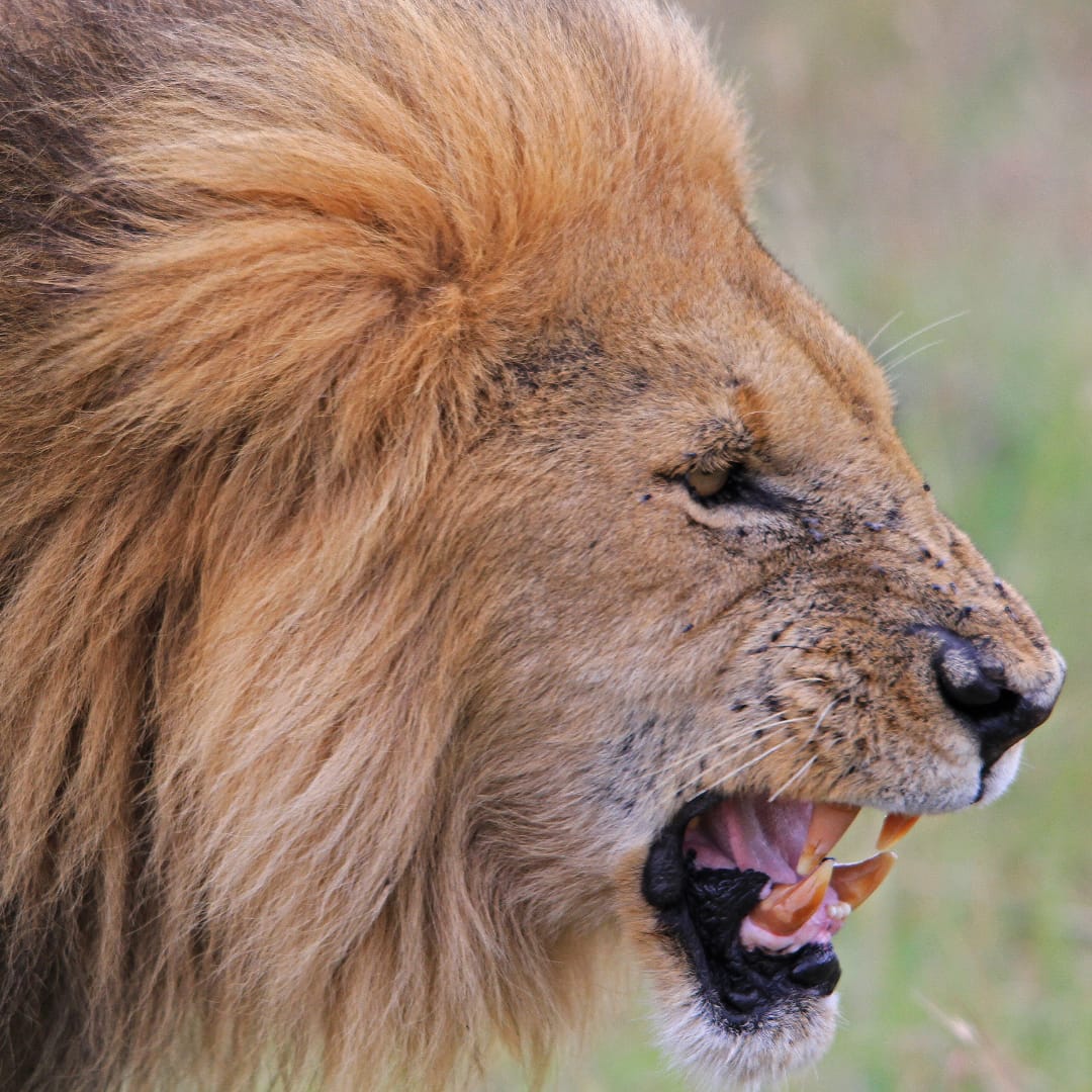 ScottTravelKe's tweet photo. You know you are truly alive when you're living among lions
Become part of the untamed beauty. Let the roar of the lions awaken your spirit. Book your adventure today!
#scotttravelgroup #africansafari #safaritime #safariparty https://t.co/OQsbmOrnuy