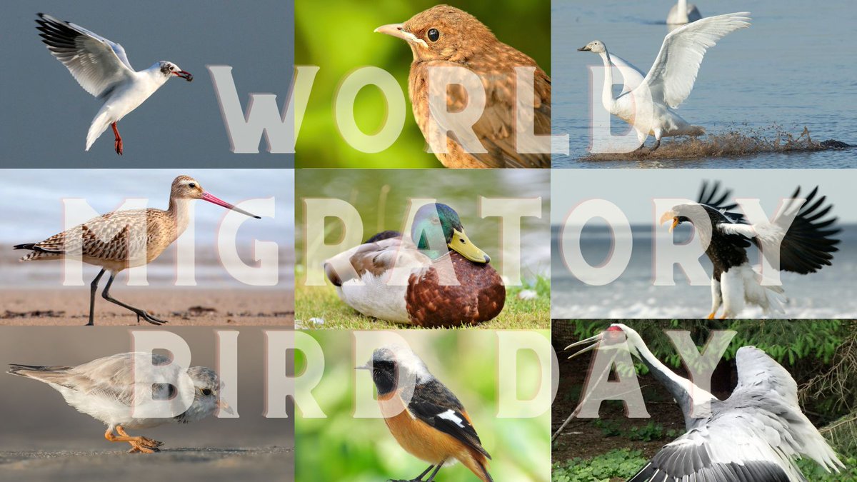 「世界渡り鳥の日」は、わたりどりが直面する問題、生息地の保全の重要性をアピールし、国際的な協力が必要であることを伝える日です。世界中でバードフェスティバル、教育プログラム、バードウォッチングなどが催され、わたりどりの生態系への配慮を広めてます。