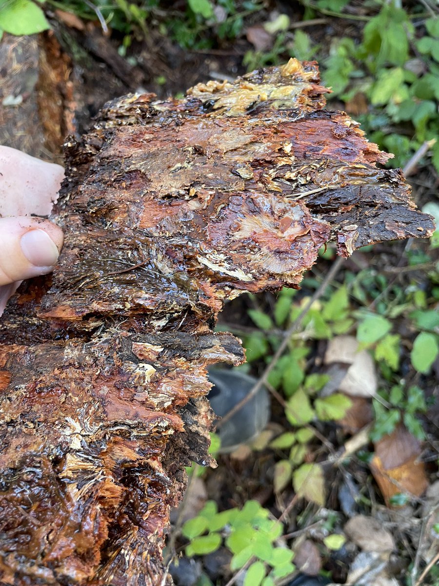 richamelin's tweet photo. A great outing with the @ubcforestry @ubcMSFM 2023 cohort, checking Armillaria ostoyae and Phaeolus schweinitzii (try spelling that on a lab exam 😜) right on @ubc campus! #treedisease #foresthealth #humongousfungus #fungusamongus https://t.co/TWWbjKvCnN