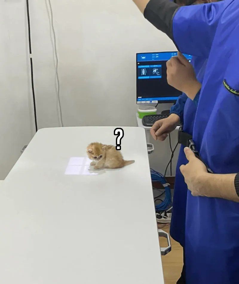 ShouldHaveCat's tweet photo. What are they doing to him https://t.co/ZXreLu07RW