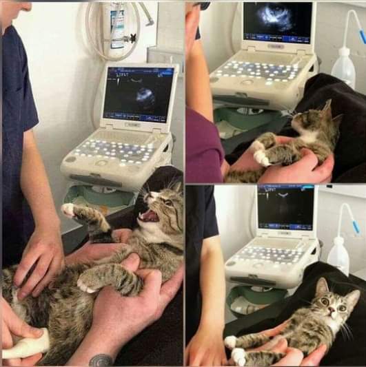AHeartForCat's tweet photo. @ShouldHaveCat https://t.co/NZ2GresH4p