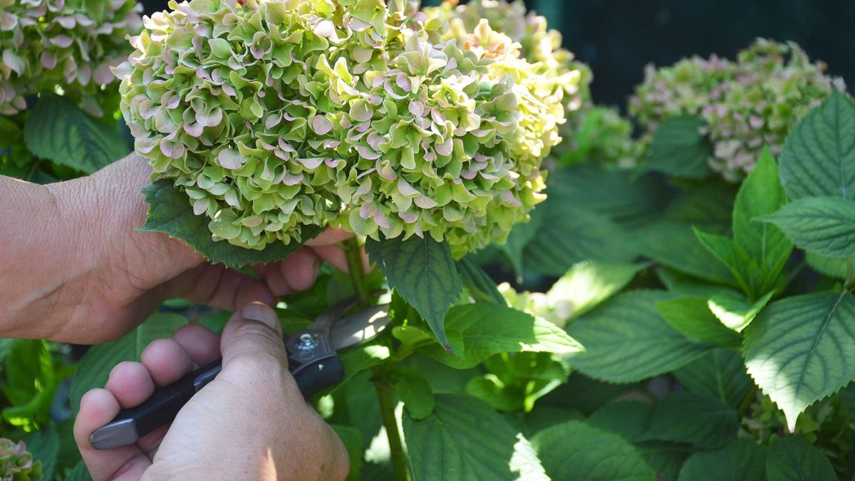 homesandgardens's tweet photo. 5 hydrangea pruning mistakes – and how to avoid falling foul of them https://t.co/9K8Wh4CR3o https://t.co/x6zqjLJKvo