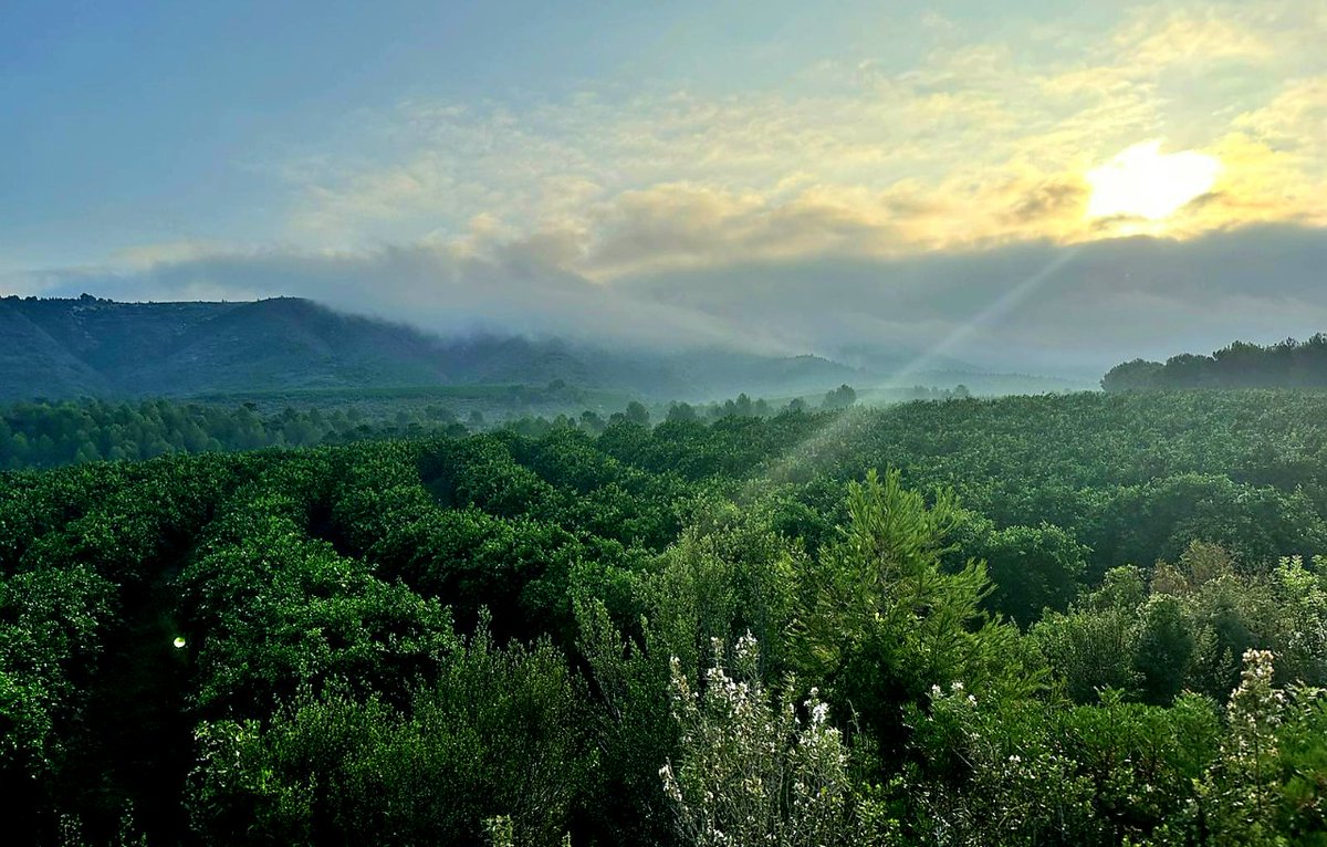 Buenos días desde el campo☀️

Lugares bonitos para terminar la semana. 

#cítricosCañamás 🍊 #felizviernes #nuevacampaña